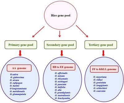 Progress and prospects in harnessing wild relatives for genetic enhancement of salt tolerance in rice